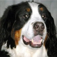 Taz Wilson When Taz joined the Wilson family, he became the happy dog he was meant to be
